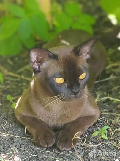 Вязка бурманский кот