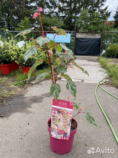 Клен в ассортименте