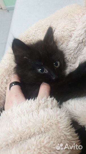 Котенок