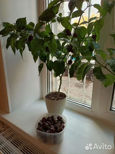 Хабанеро перец