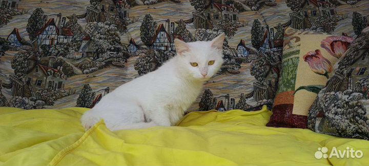 Белая кошка