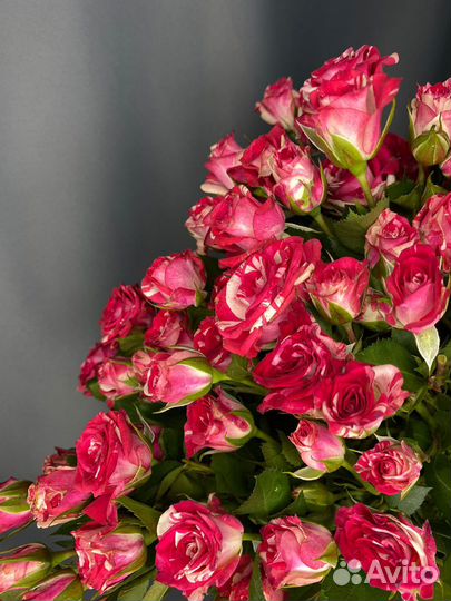 Роза кустовая