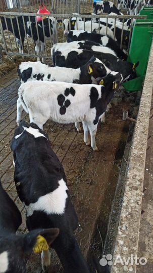 Телята бычки на откорм