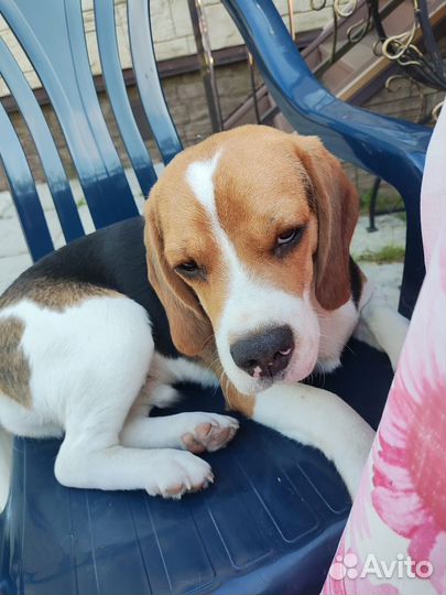 Щенок бигль