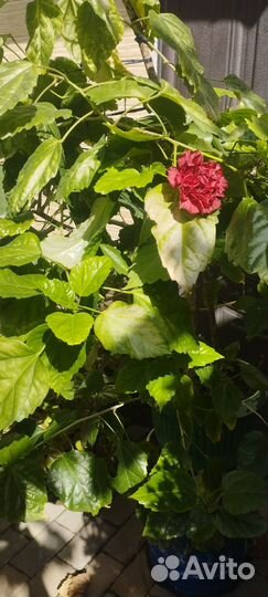Гибискус китайская роза