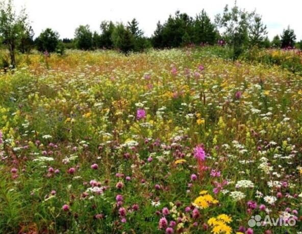 Мед 24 года Алтайский опт