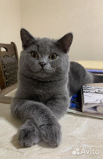 Шотландский кот вязка