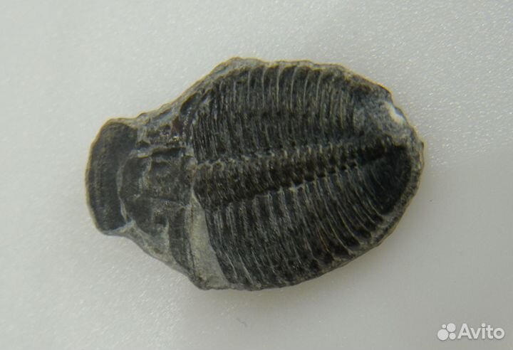 Коллекционный трилобит окаменелость ископаемое