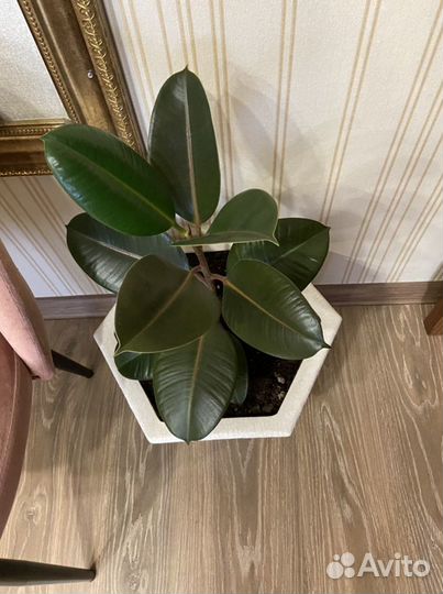 Фикус в керамическом вазоне