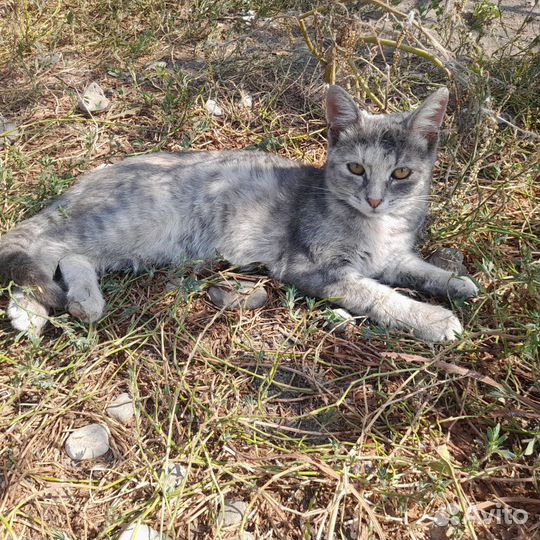 Кошка в дар бесплатно