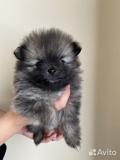 Померанский шпиц