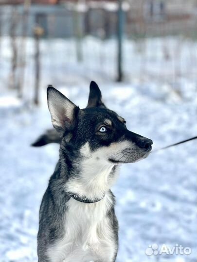 Красивая и ласковая собака ищет семью
