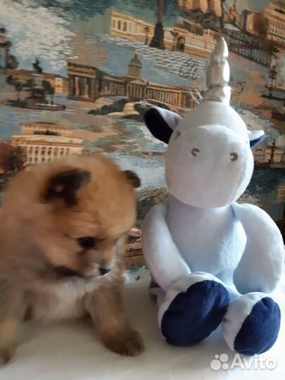 Вязка. Немецкий шпиц