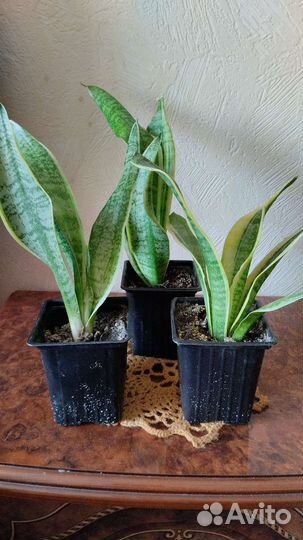 Сансевиерия сортовая
