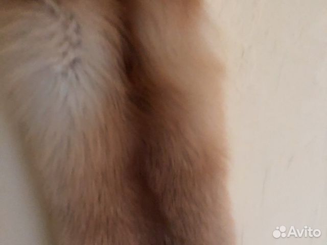 Шкурка животного-лисы,чулком