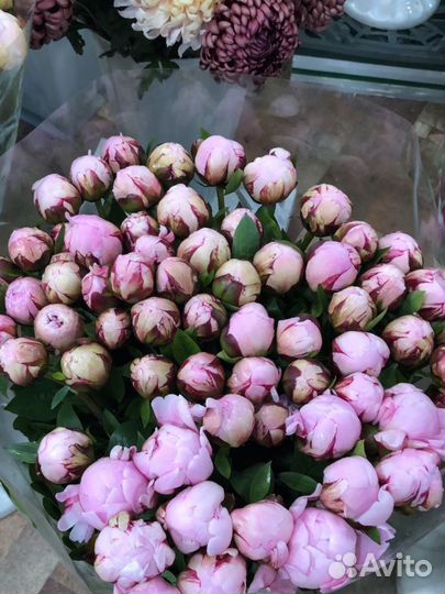 Пионы Новороссийск