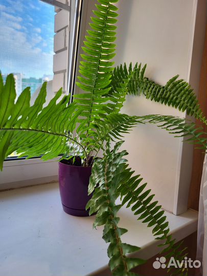 Папоротник комнатный