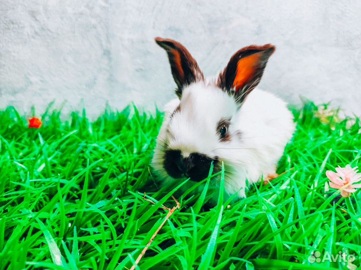 Карликовый кролик - очень редкий