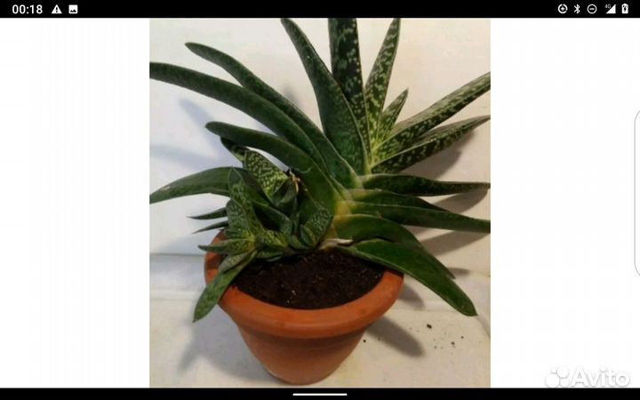 Суккуленты Голубой перуанский цереус