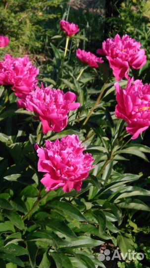 Сибирская роза,лук,медуница,живучка