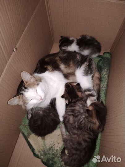 Котята в добрые руки