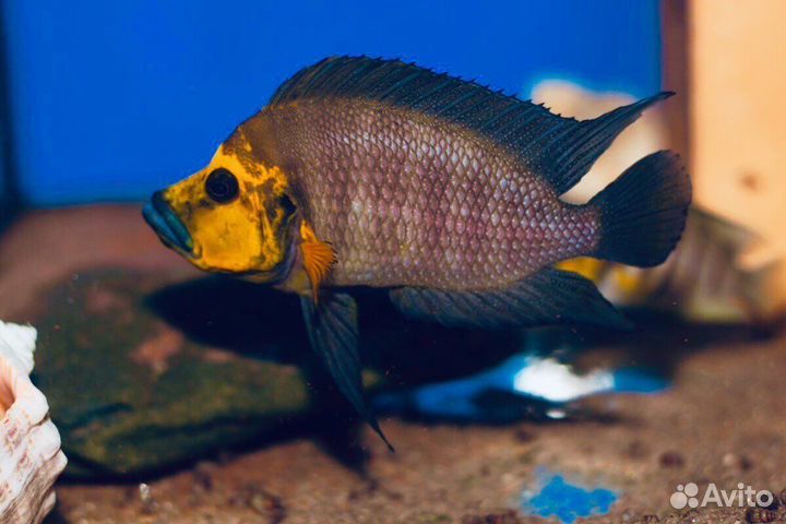 Цихлиды оз, Танганьика