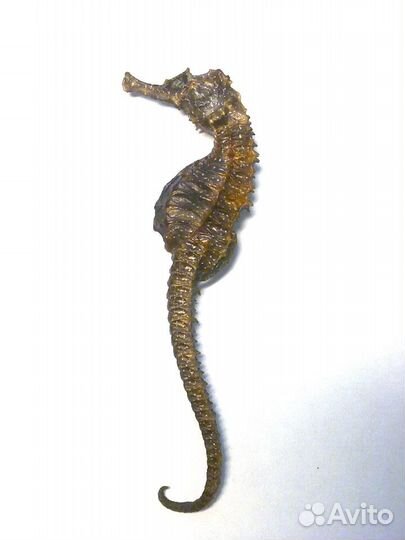 Сувенир конёк