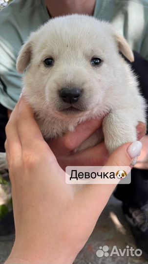 Кутята в добрые руки