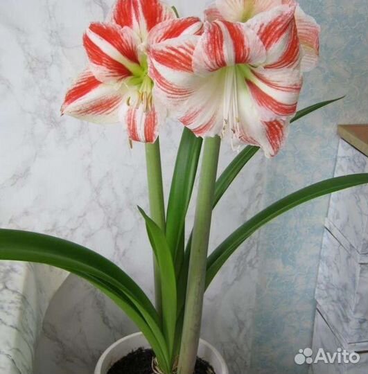 Эухарис/гиппеаструм