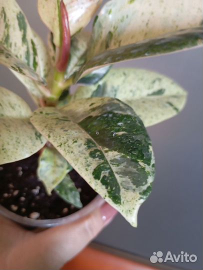 Фикус шривериана