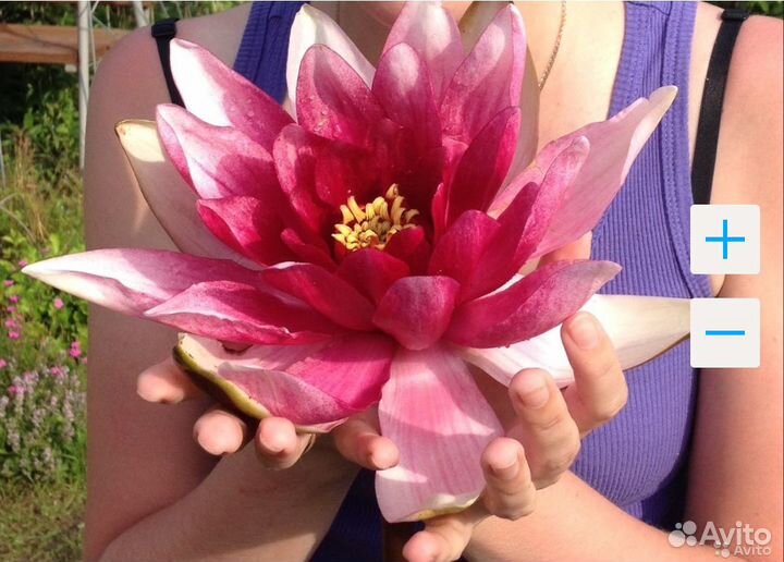 Нимфеи для водоема, отправка в регионы