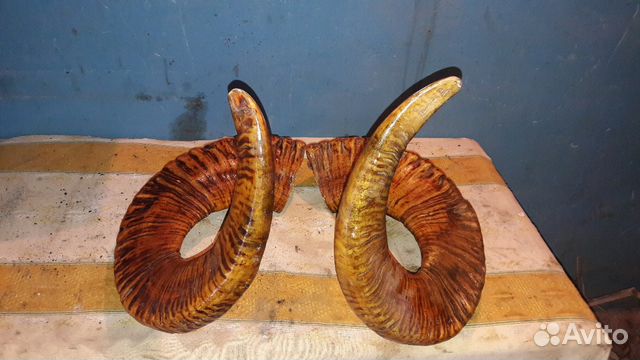 Продам рога красивые