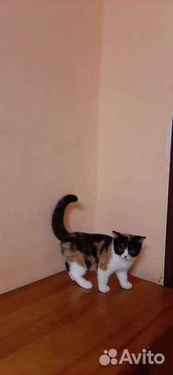 Британские котята редкого окраса