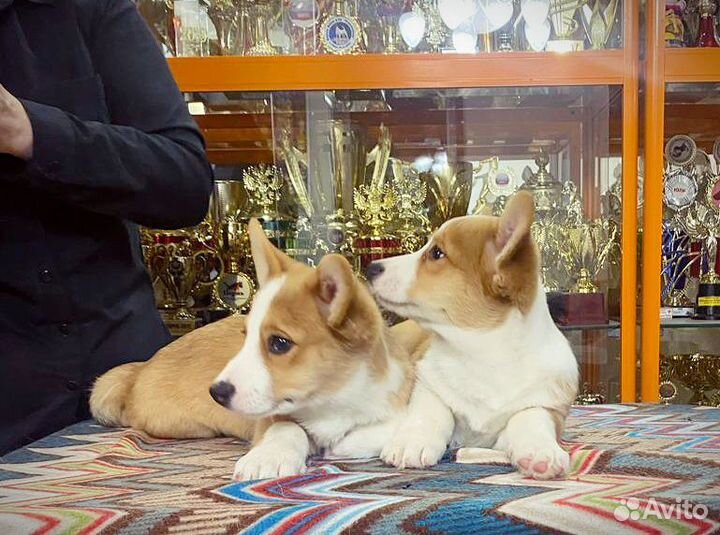 Шикарные, яркие чемпионы