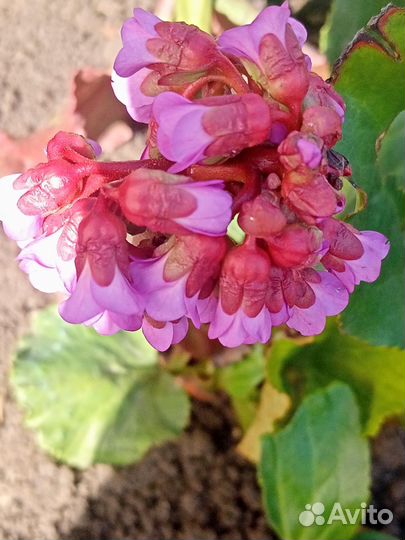 Бадан, примула,гвоздика турецкая