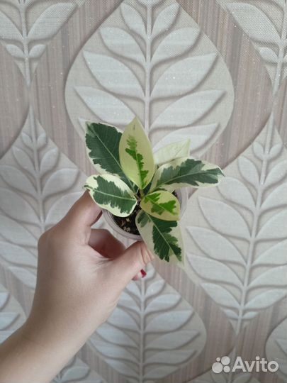Фикус альбомаргината