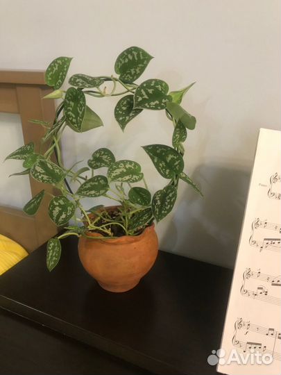 Сциндапсус пиктус аргиреус