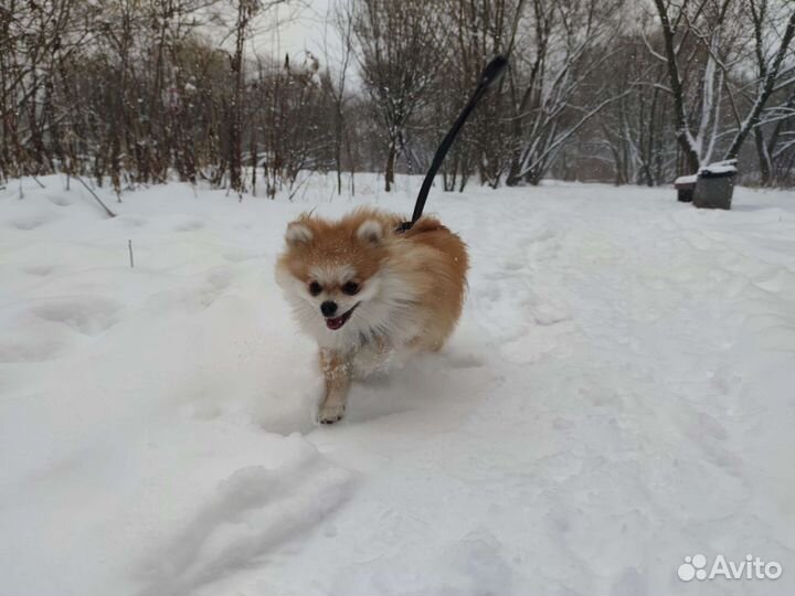 Немецкий шпиц девочка