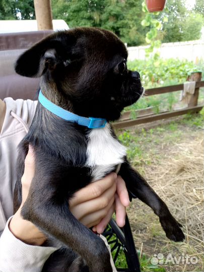 Щенки пти брабансона