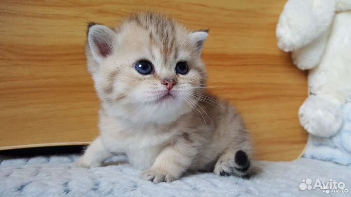 Клубные котята золотая шиншилла