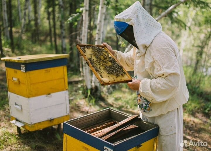 2024 Мёд натуральный алтайский опт
