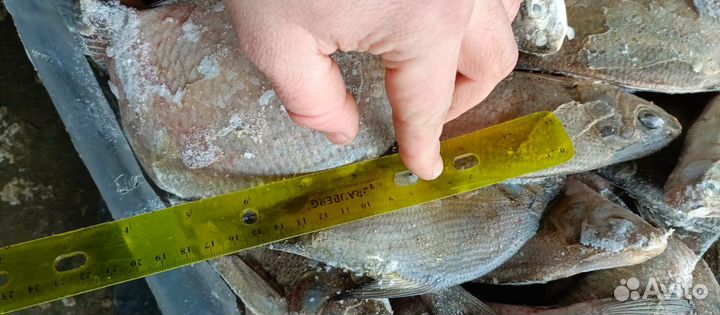 Лещ,Толстолобик свежемороженые