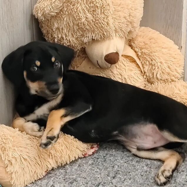 Щенок из приюта