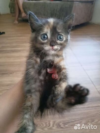 Кошка в дар