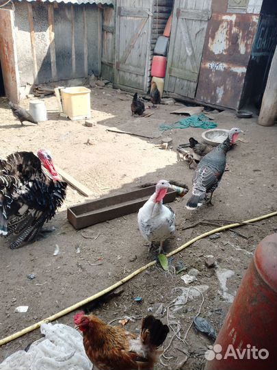 Семья индюков