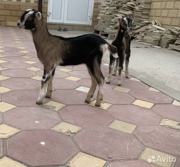 Козочки и козлик