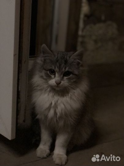 Котёнок 3 месяца