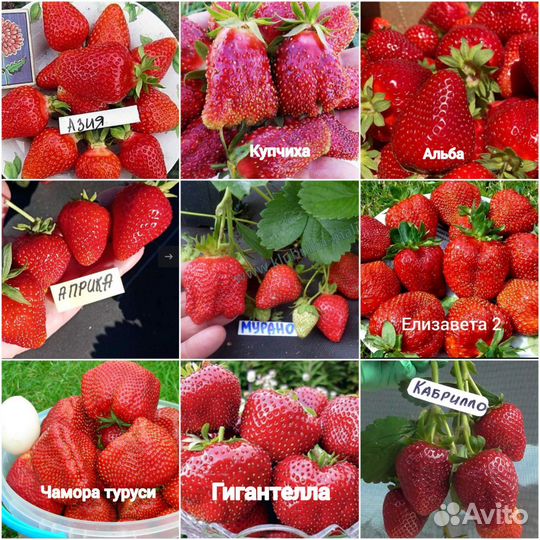 Саженцы клубники