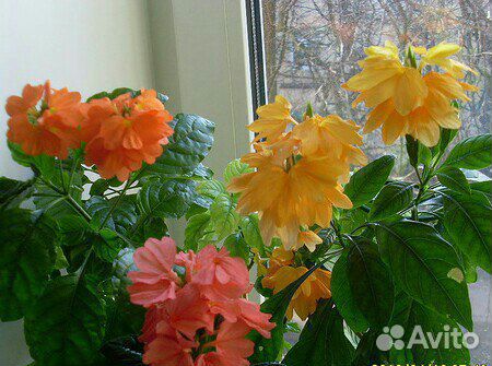 Кроссандры, бегонии и другие цветы