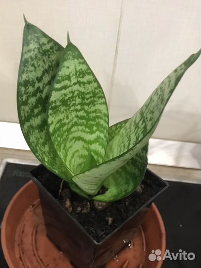 Комнатные цветы